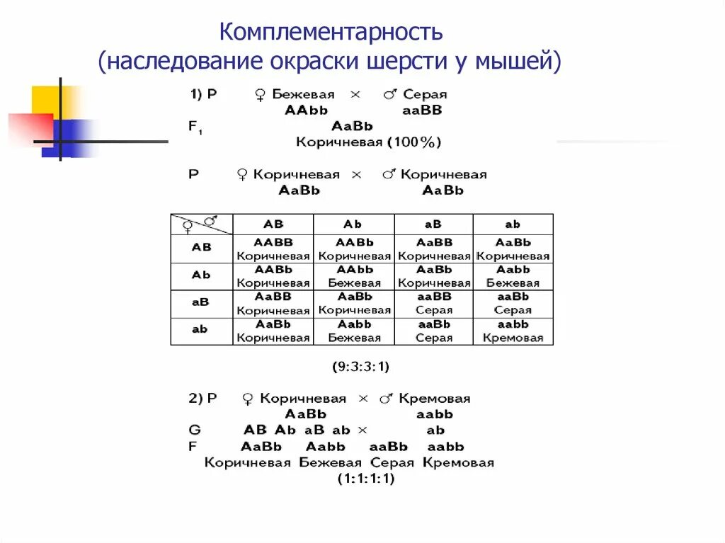 Наследование окраски шерсти у мышей. Наследование окраски шерсти у мышей комплементарное взаимодействие. Окраска шерсти у мышей Тип наследования. Наследование окраски шерсти у мышей по типу комплементарности.