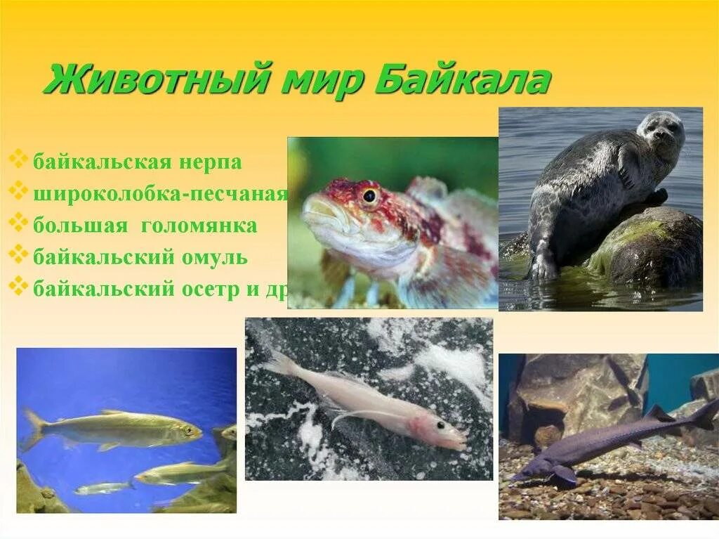Какие животные обитают в озере байкал. Озеро байкал и его обитатели. животный мир байкала. животные обитающие на байкале. животный мир байкала для дошкольников.