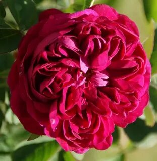 Rose deluxe