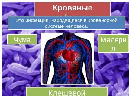 Инфекции кровеносной системы