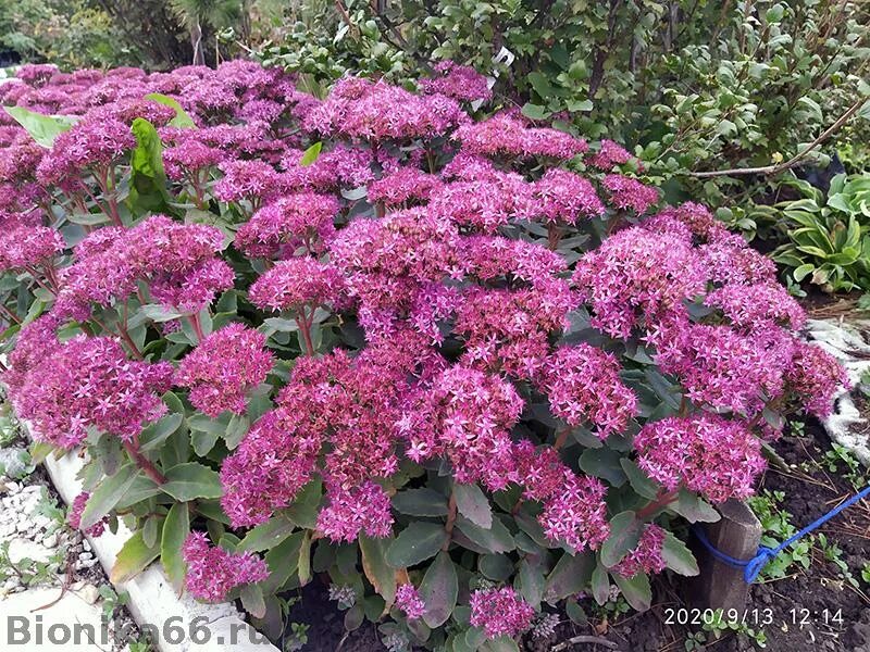 Beautiful garden sedum Desktop wallpapers 1024x1024