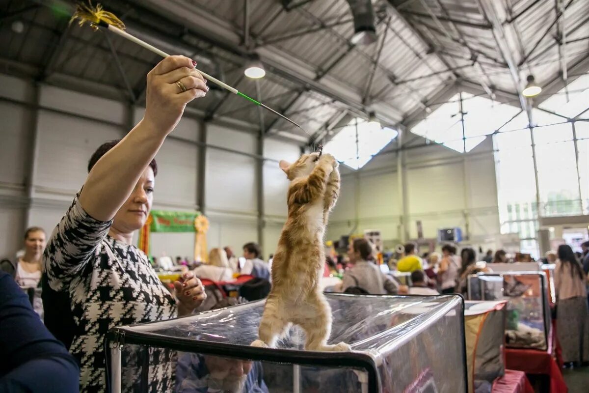 Выставка кошек. Выставка кошек ВДНХ. Выставка кошек 2023 года в Сокольниках. Выставка собак кошек в Москве.