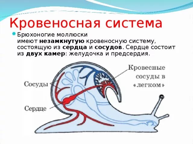 Строение кровеносной системы прудовика. Моллюски строение кровеносной системы. Строение кровеносной системы брюхоногих моллюсков. Кровеносная система моллюсков 7 класс биология.