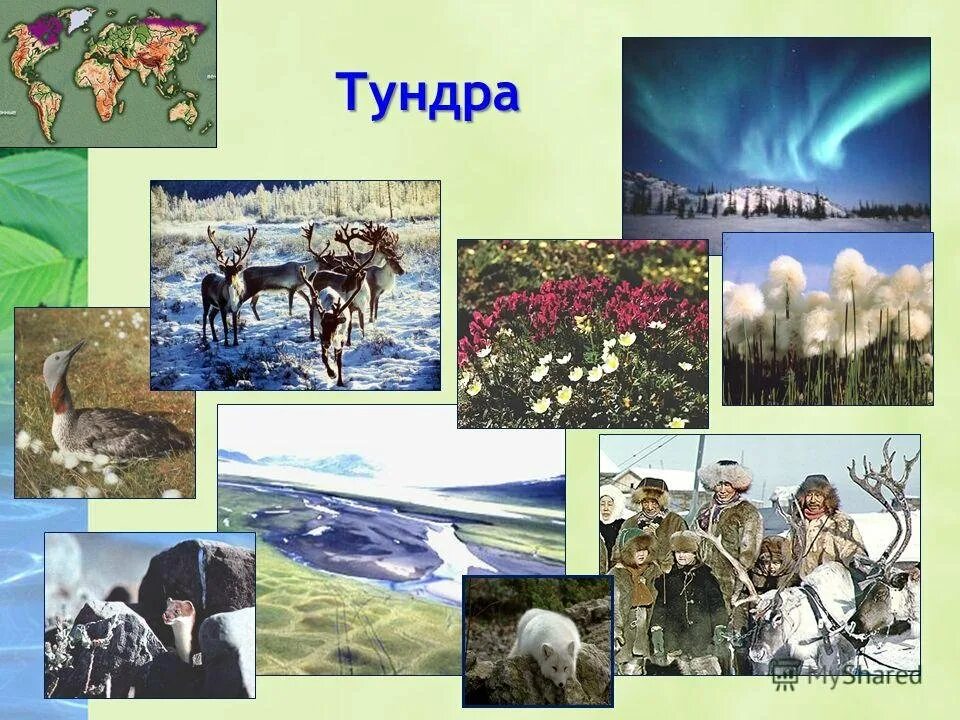 Параграф тундра. Природные зоны России тундра животный мир. Тундра Евразии климат. Природные зоны России тундра растительный и животный мир. Животный мир природной зоны тундры.