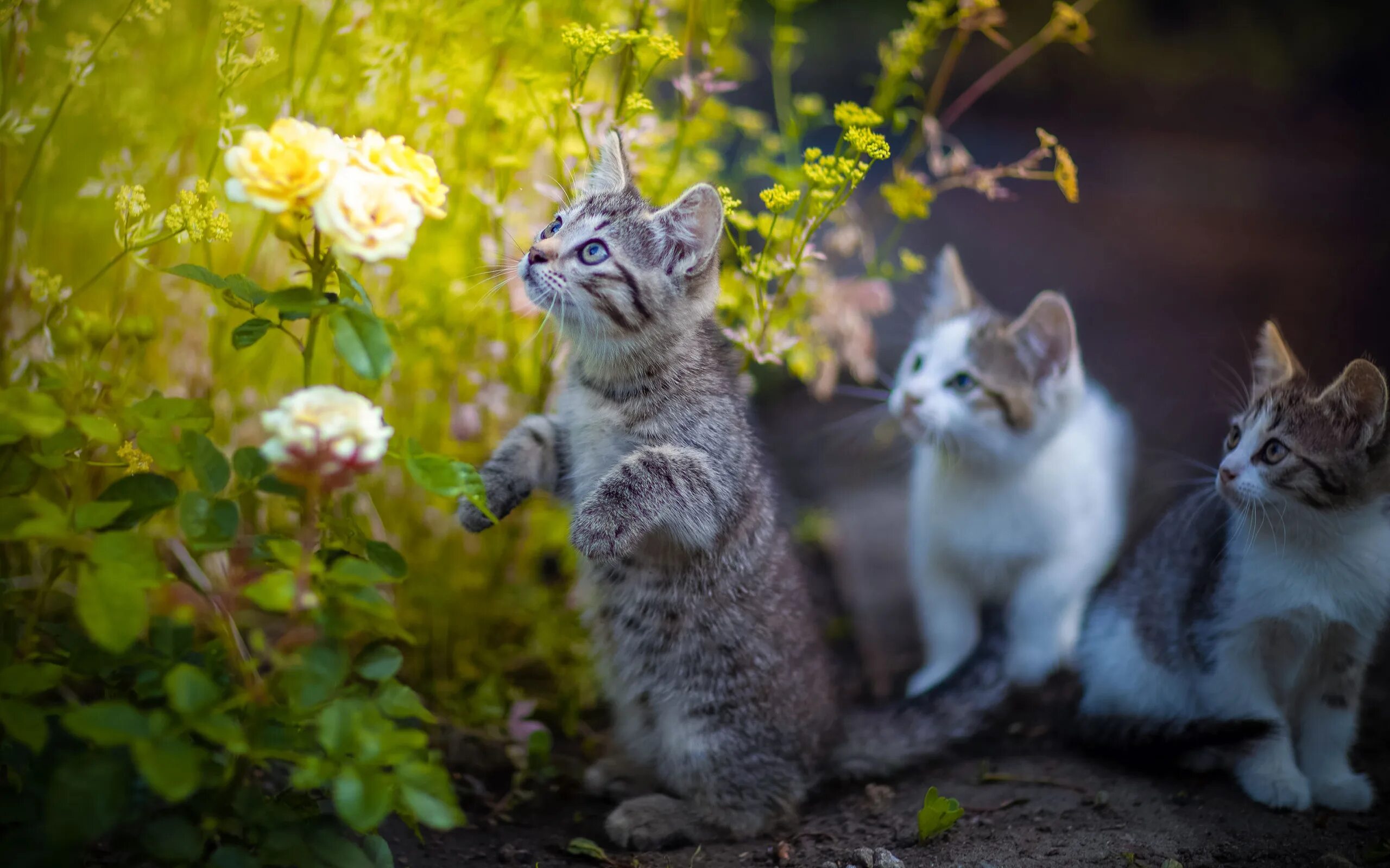 Кошка много цветов. Кошка на природе. Кошки весной.