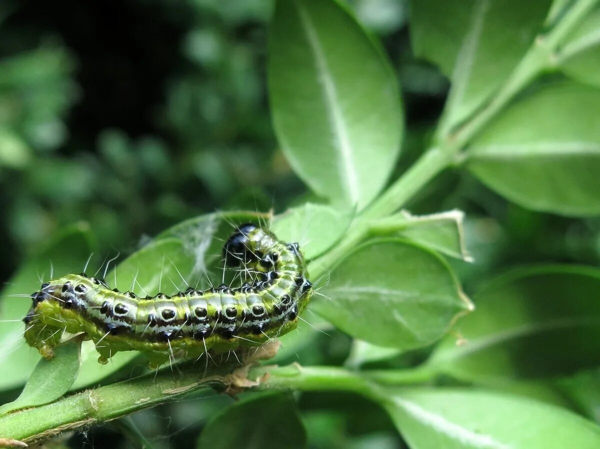 кольчатый шелкопряд гусеница. подсолнечниковая огневка гусеница. египетская хлопковая совка личинка. бабочка огневка самшитовая. гусеница хлопковой совки (helicoverpa armigera).