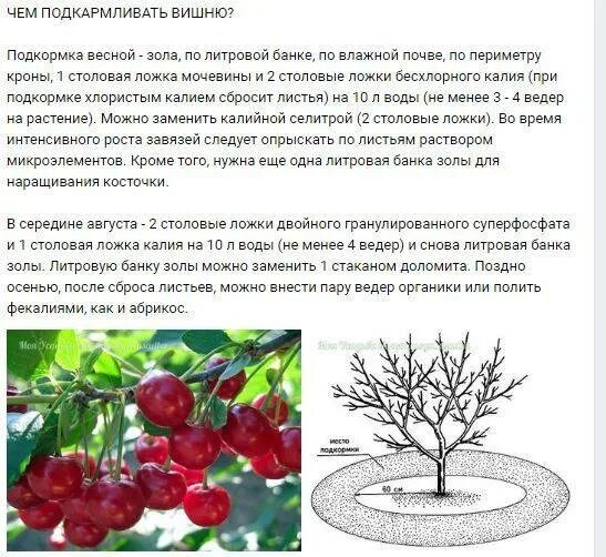 Схема подкормки вишни. Схема весенней подкормки черешни. Схема подкормки плодовых деревьев. Подкормки вишни и черешни.