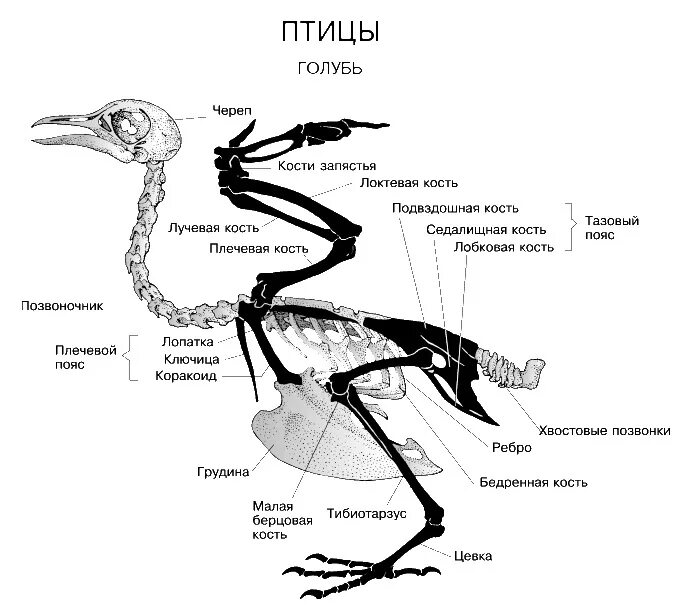 Цевка у птиц образована сросшимися костями. Скелет задней конечности голубя. Скелет птицы пояс передних конечностей. Пояс передних конечностей у скелета птицы голуби. Строение пояса передних и задних конечностей голубя.