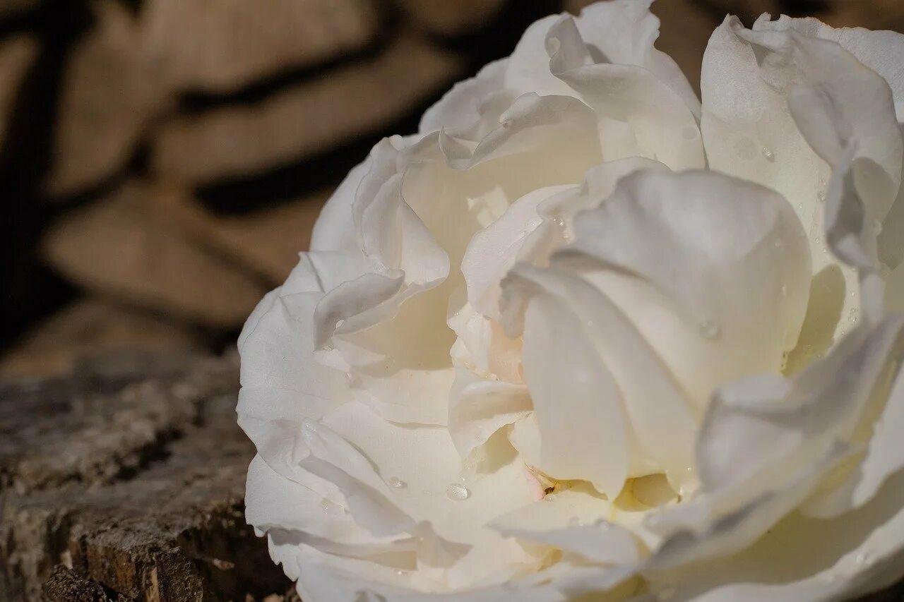 Лепестками белых роз. Сухие белые розы. Белая роза, Тамбов. Фото лепестков белых роз. Лепестки белых роз картинки.