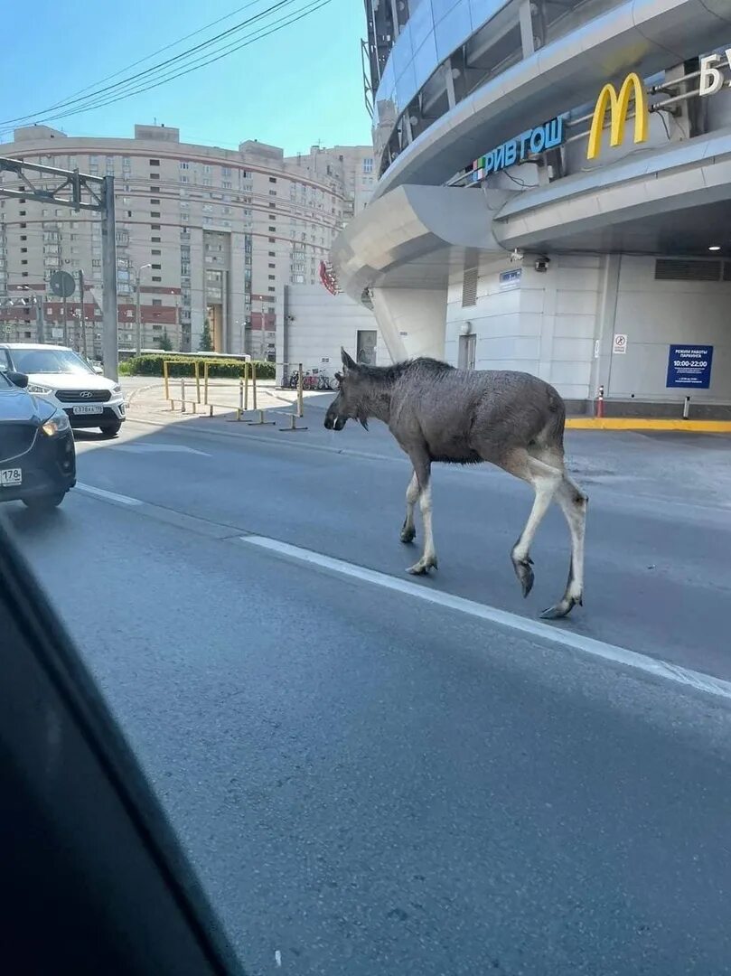 Лось петербург