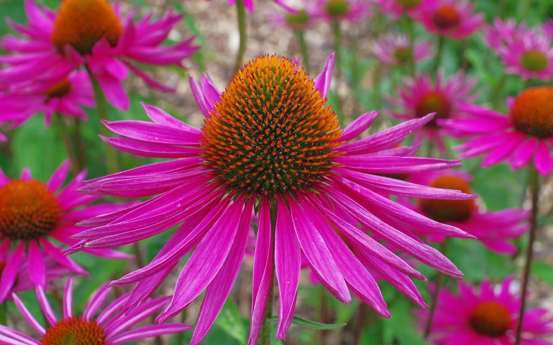 Эхинацея (echinacea). Эхинацея пурпурная / echinacea purpurea "mellow yellow". Эхинацея пурпурная echinacea purpurea. Эхинацея purpurea. Рудбекия пурпурная многолетняя.