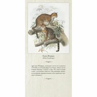Семейство кошачьих книга