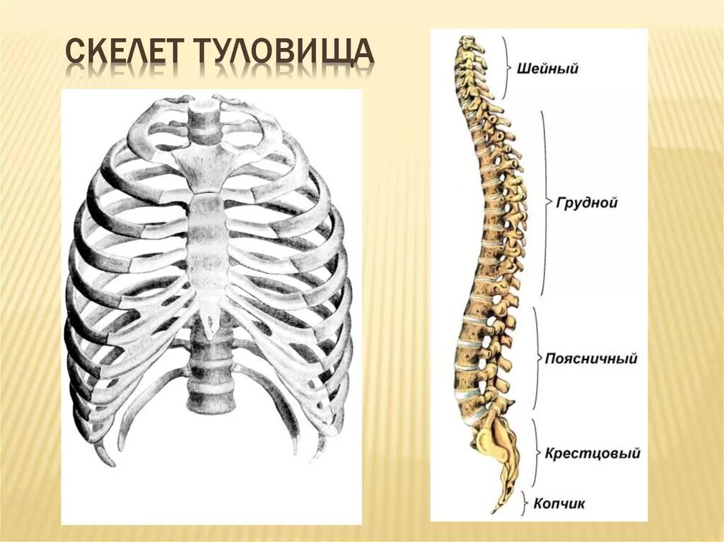 Ребро отдел скелета. Скелет туловища Позвоночный столб. Анатомия костей туловища Позвоночный столб Грудина ребра. Строение скелета туловища позвоночник. Скелет туловища позвоночник и грудная клетка.