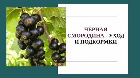 Смородина лентяй описание