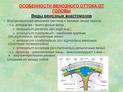 Как улучшить венозный отток головного