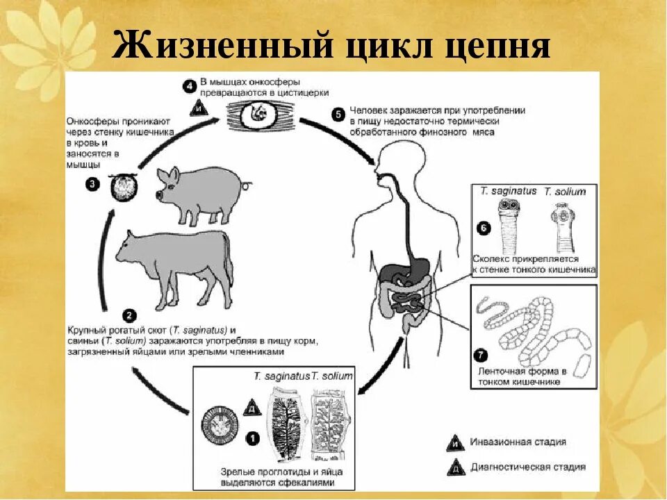 Стадии развития цепня. Жизненный цикл свиного цепня. Жизненный цикл свиного цепня схема. Цикл свиной цепень схема. Свиной цепень жизненный цикл.