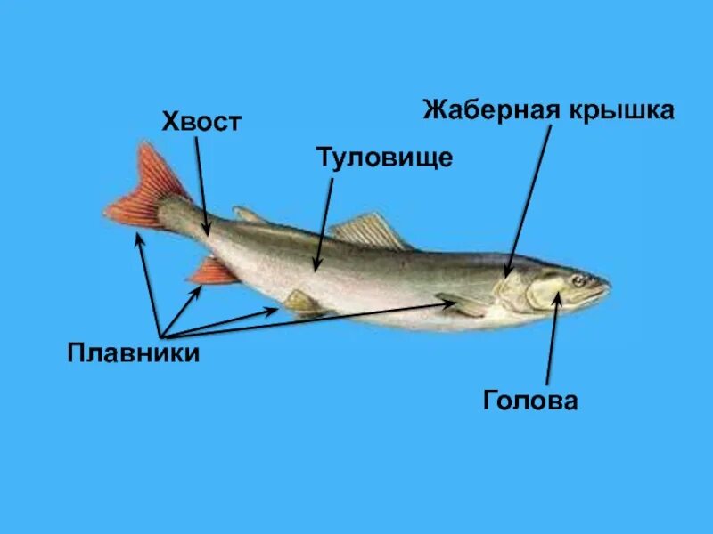 Строение рыбы жаберные крышки. Строение рыбы жаберные крышки. Жаберная крышка у рыб. Строение органов дыхания рыб. Жаберная крышка у рыб.
