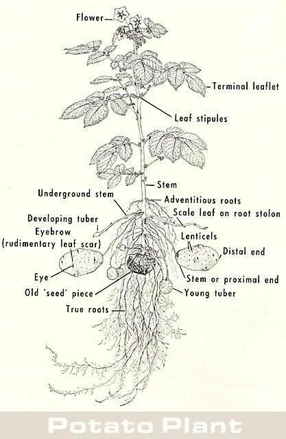 True roots. Solanum tuberosum структура. Solanum tuberosum побеги. Propagation by Potato Tubers vector in chunks and whole.