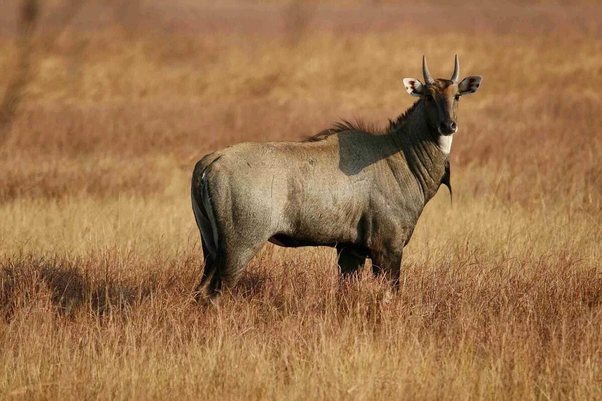 Копытные животные. Антилопа нильгау. Boselaphus tragocamelus. Индийские антилопы нильгау. Парнокопытные жвачные Полорогие.