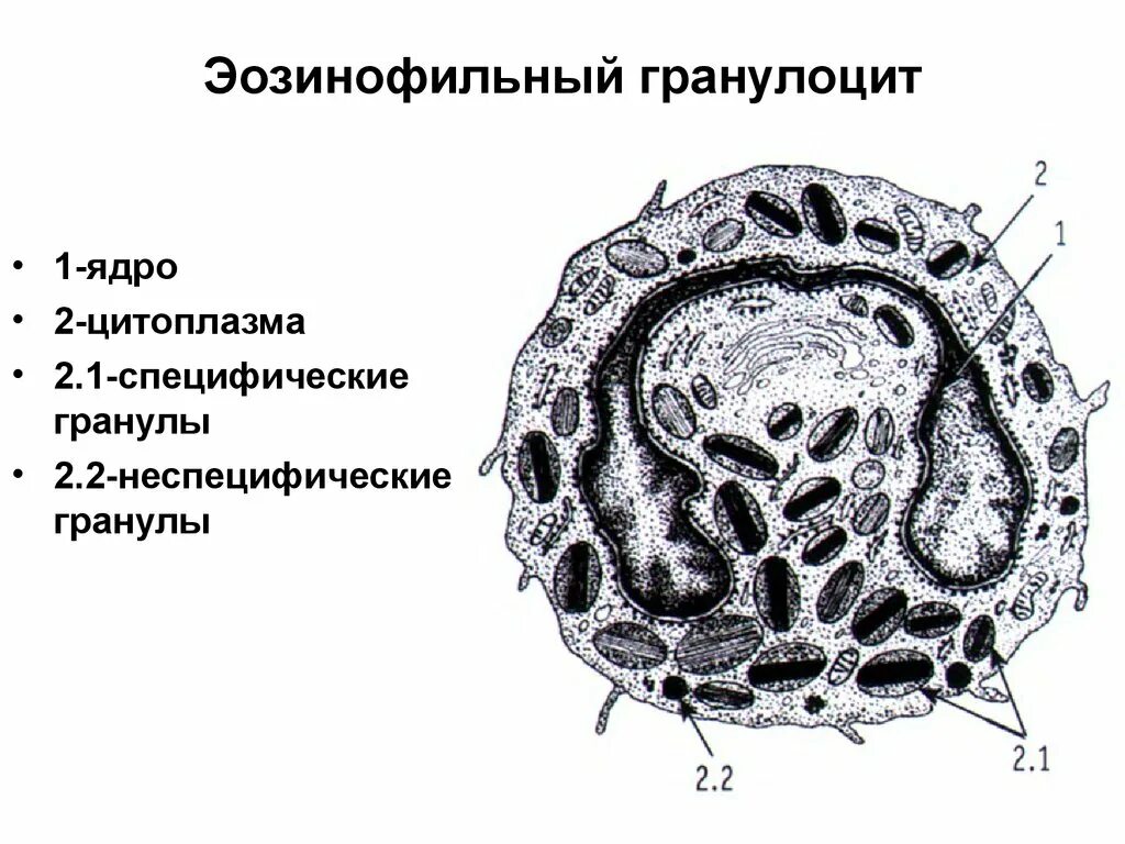 Специфические гранулы содержат. Эозинофильный гранулоцит. эозинофильные гранулы специфические. гранулы эозинофильного гранулоцита. неспецифические гранулы эозинофилов.