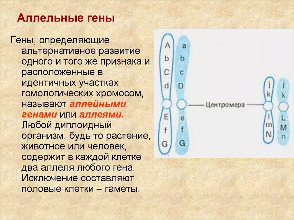 Хромосомы гены аллели. Аллельные гены это гены. Аллельные гены расположены в хромосомах. Аллель и аллельные гены