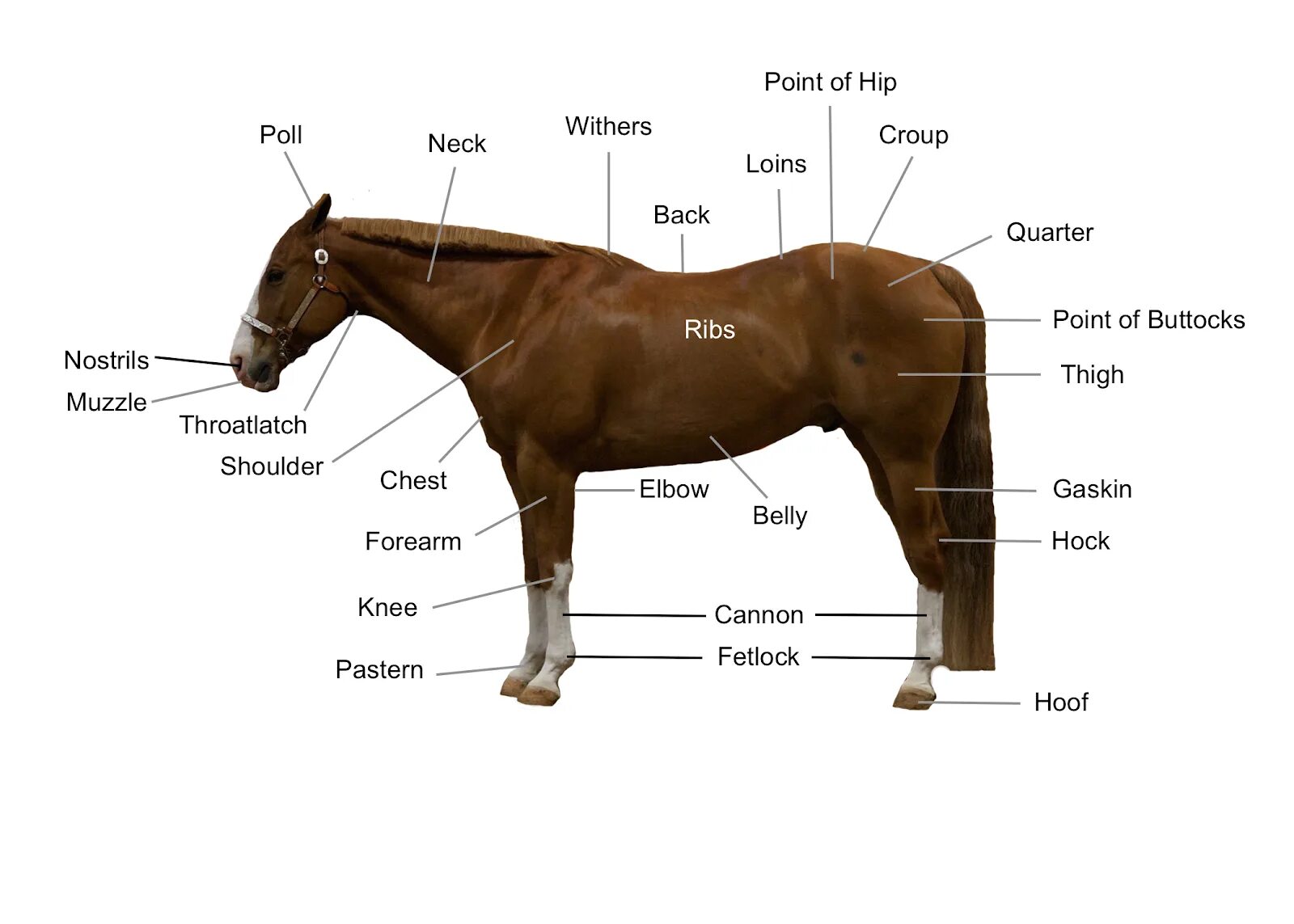 Horse перевести. Parts of Horse. Horse body Parts. Horse body. Ганаши у чистокровной лошади.