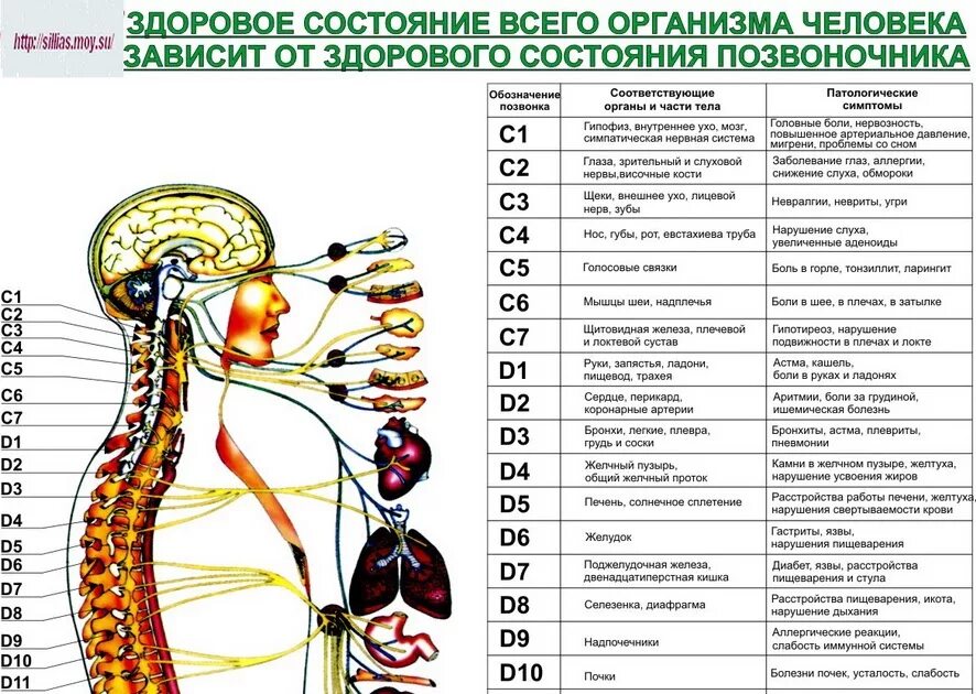 Может ли болеть спина из за кишечника. Иннервация позвоночника схема. Иннервация щитовидной железы позвонки. Позвоночник иннервация органов таблица. Связь позвонков с внутренними органами схема.