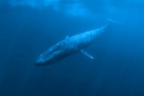 The largest ocean