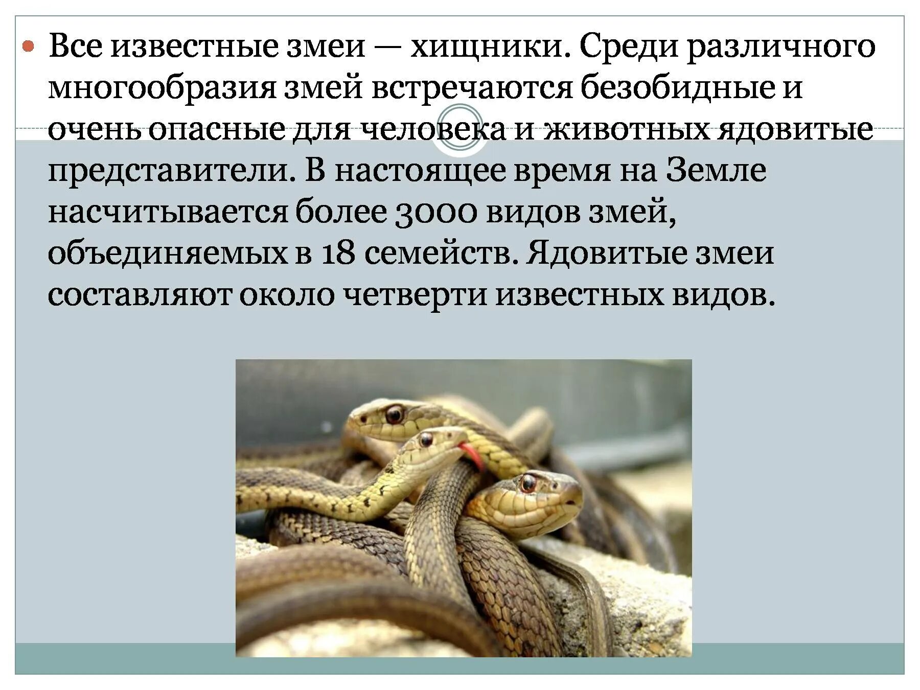 Многообразие и значение пресмыкающихся. Разнообразие пресмыкающихся. многообразие пресмыкающихся презентация. разнообразие пресмыкающихся 7 класс. многообразие пресмыкающихся кратко.