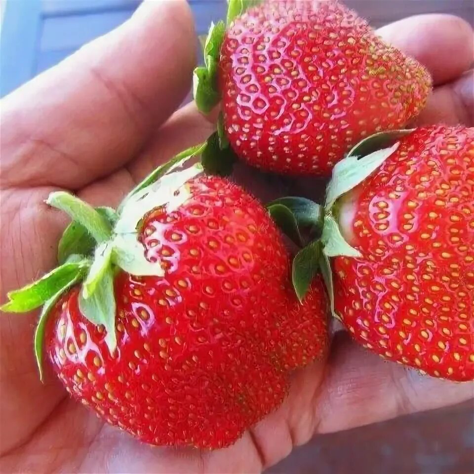 Клубника Дарселект: описание сорта, фото, отзывы