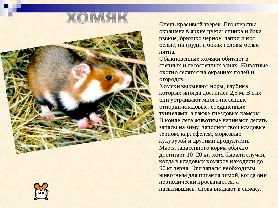 Описание хомяка. Хомяк обыкновенный ареал обитания. Классификация хомяка обыкновенного. Информация о хомяках. Дикий хомяк.