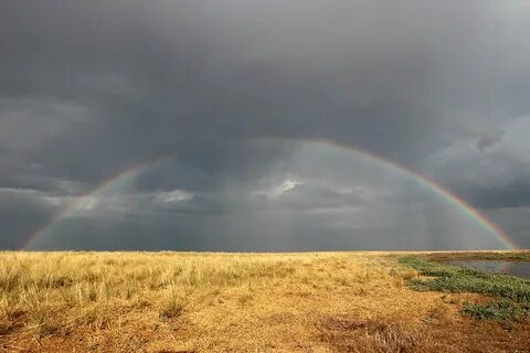 В степной зоне холодное дождливое лето