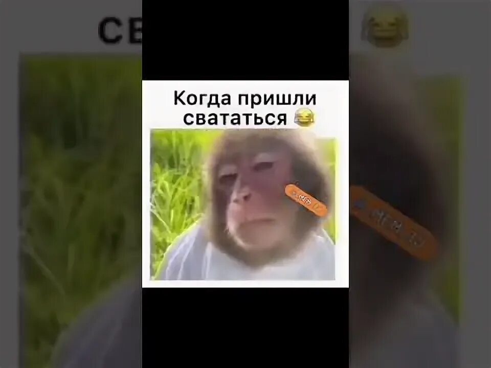 Выходные обезьяна. Сценарий сватовства со стороны жениха. Когда пришли свататься. Когда пришли свататься обезьянка. Свататься приколы.