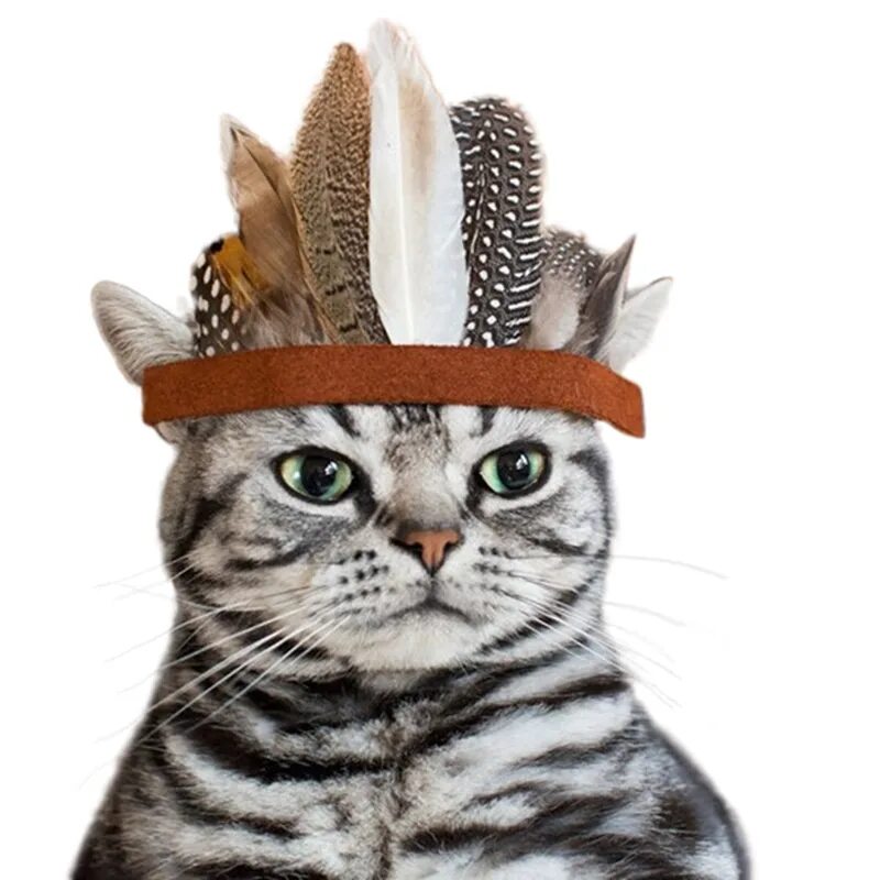 Cat styled