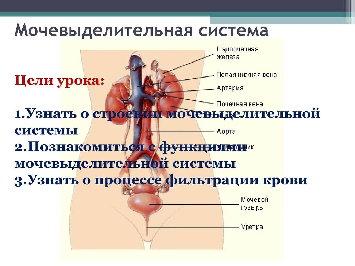 Основной орган мочевыделительной системы человека. Что входит в состав мочевыделительной системы. Мочевыделительная сис. Функции мочевыделительной системы. Схема мочевыделительной системы.