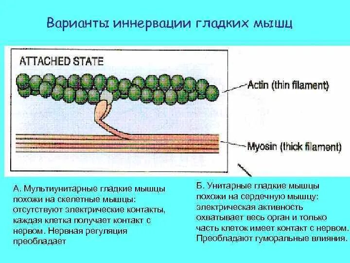 Обеспечивает иннервацию скелетных мышц. Особенности иннервации гладкой мышечной ткани. унитарные и мультиунитарные гладкие мышцы. иннервация скелетной мышцы физиология. иннервация мышечных тканей скелетной гладкой.
