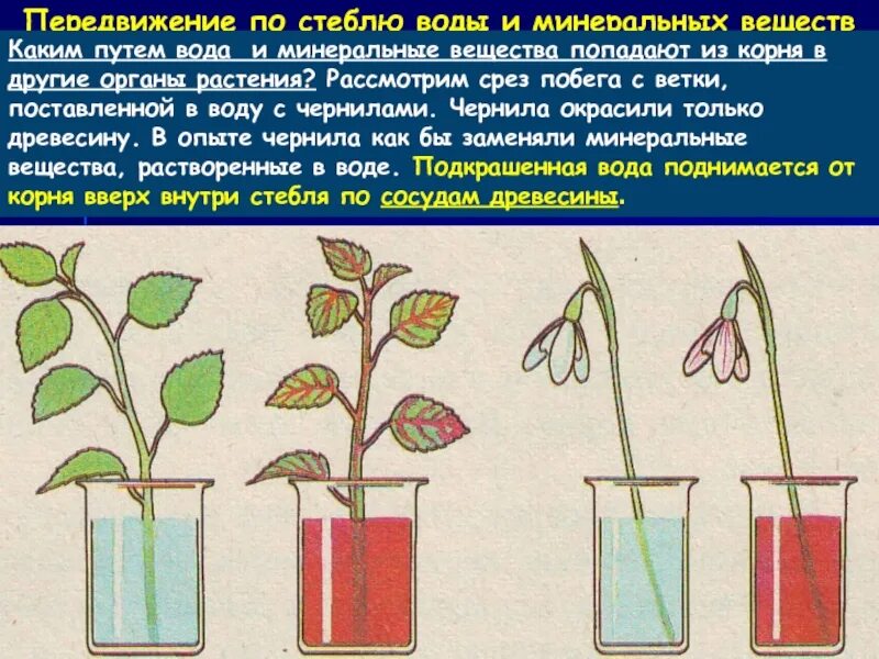 Почему в описанном опыте. Передвижение воды и Минеральных веществ по стеблю. Транспорт воды и Минеральных веществ по стеблю. Передвижение воды и Минеральных веществ в растении. Опыт движение воды по стеблю.