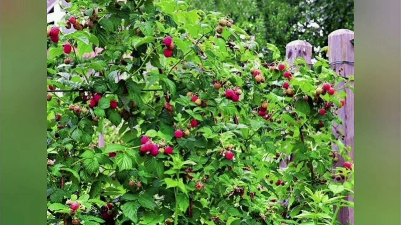 Pin on Homesteading