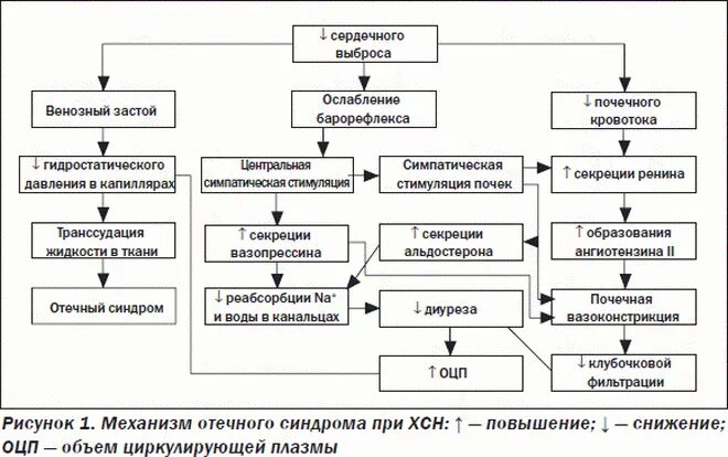 Сердечная недостаточность лекция. Механизм развития отеков при сердечной недостаточности. Схема патогенеза сердечных отеков. Механизм развития синдрома хронической сердечной недостаточности. Отеки при сердечной недостаточности патогенез.