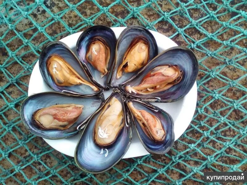 мидии в половинке ракушки 30/40 "sango". Vici мидии с/м зеленые раковин 1000 г. сколько стоят мидии в ракушках. мидия моллюск. новозеландские мидии киви.