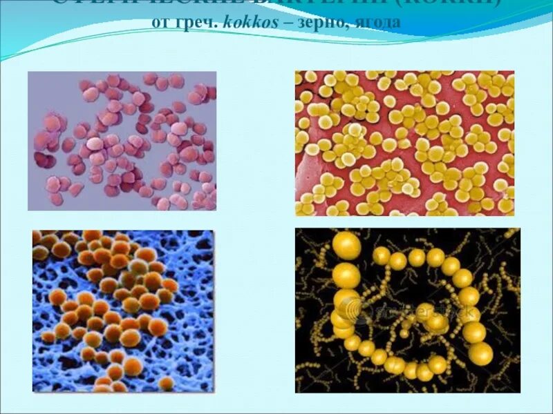 Бактерии округлой формы. Шарообразные кокки бактерии. Шаровидные бактерии кокки. Шарообразная форма бактерий кокки. Шарообразные одиночные — кокки.