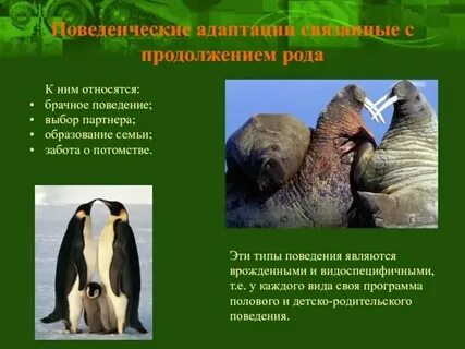 Наиболее краткой по времени протекания является адаптация