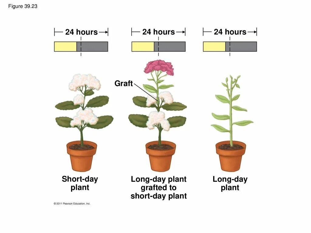 Plant physiology. Фотопериодизм. Фотопериодизм у растений. Short Day long Day Plant. Физиология растений.