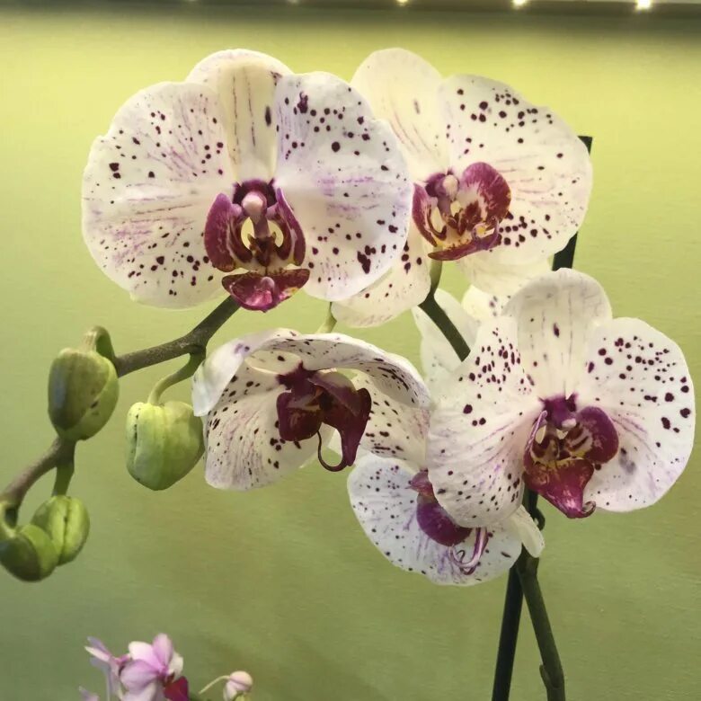 Орхидея гойя фото и описание Phalaenopsis 2 tak Goya (GOYA) FloraXchange