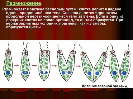 Деление эвглены