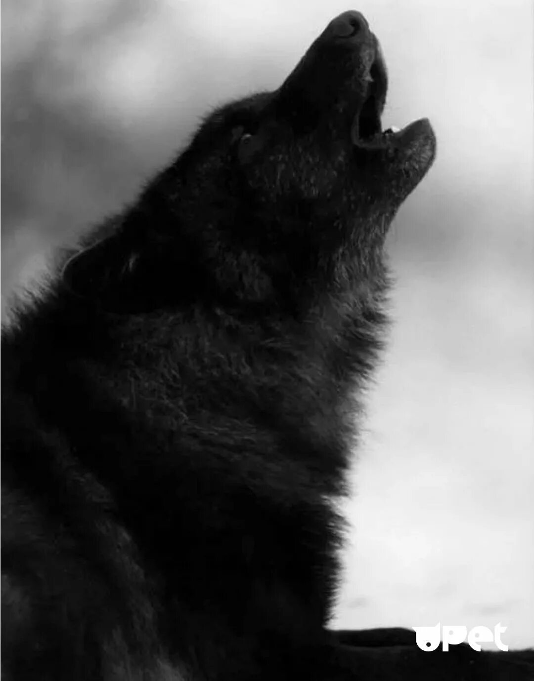 волкособ черный. черный аляскинский волк. карпатский волк черный. черный канадский волк акелла. черный волк эстетика.