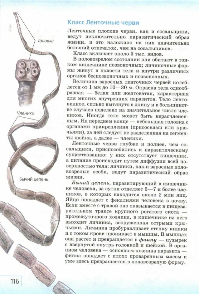Образ жизни бычьего цепня. Приспособления бычьего цепня к паразитическому образу жизни. Образ жизни ленточного червя. Ленточные черви бычий цепень.