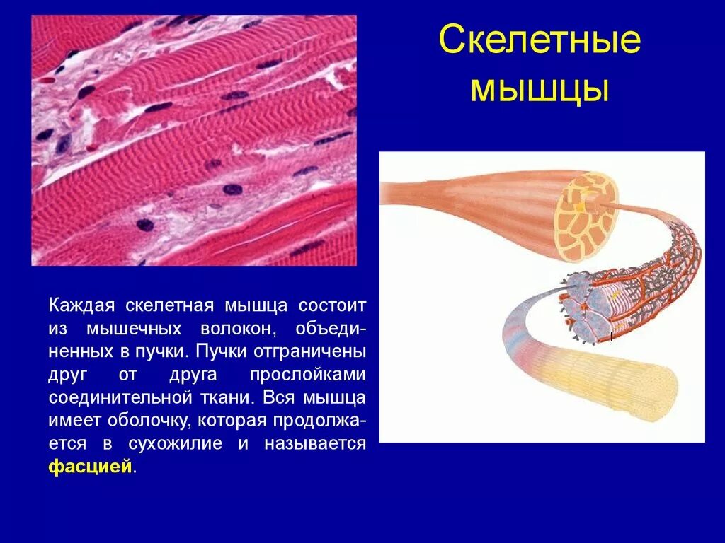 Скелетная поперечно полосатая мускулатура состоит из. Скелетные мышцы. Скелетная мышца состоит из. Скелетная мышечная ткань состоит из. Скелет с мышцами.