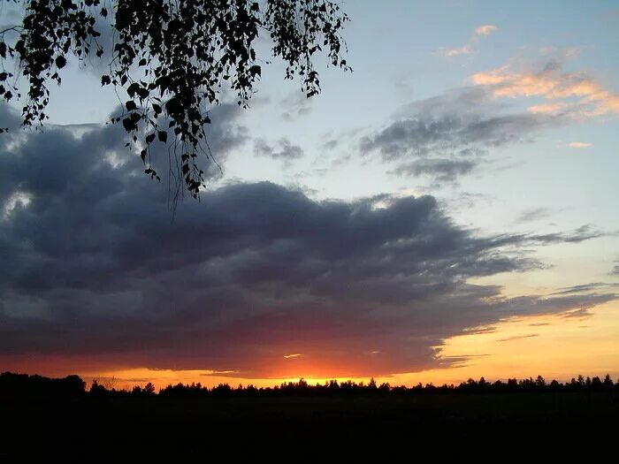 березы стоят как большие свечки