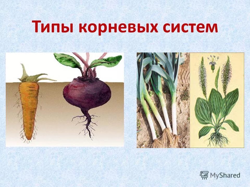 Корень стержневой Text-Books.ru